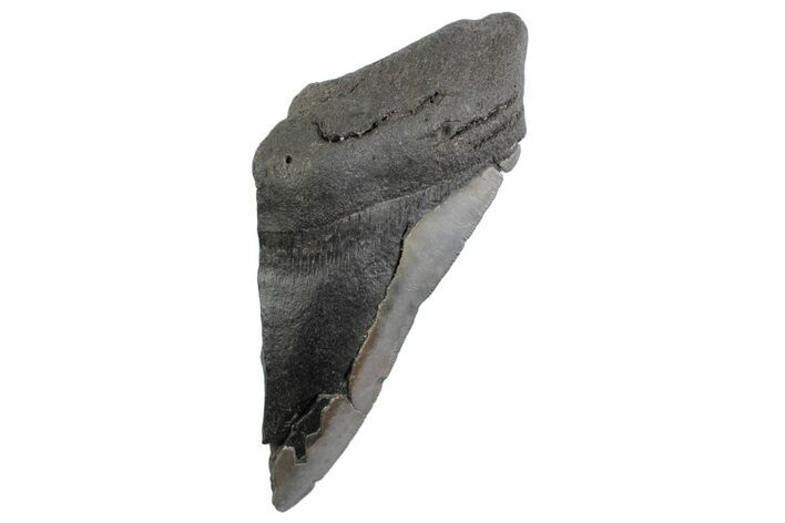 Partial Fossil Megalodon Tooth - South Carolina #359107